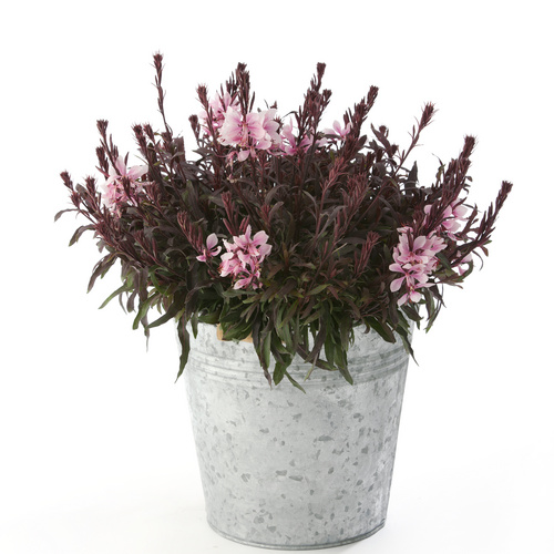 Image of Gaura lindheimeri